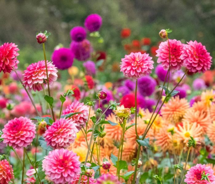 Dahlien entwickeln sich prächtig an Standorten mit einer Mischung aus Sonne und Schatten. (Foto: AdobeStock - Danita Delimont 420626747)