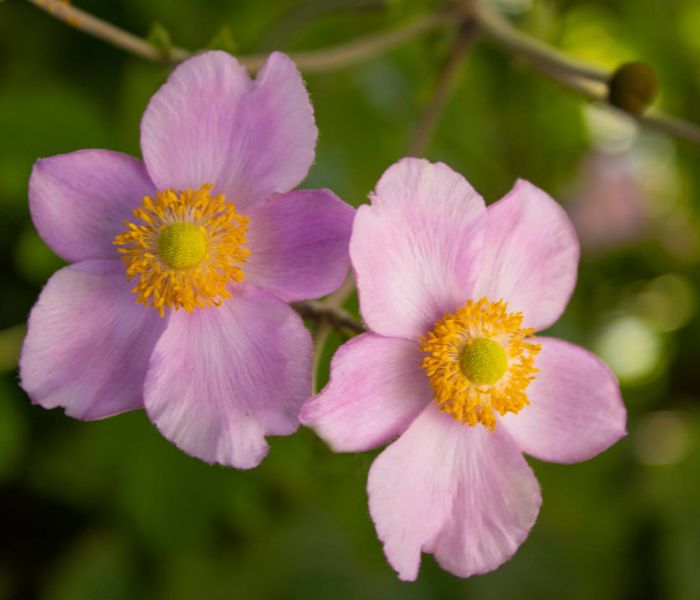 Herbst-Anemonen fühlen sich an absonnigen Plätzen besonders wohl. (Foto: AdobeStock - Carla 375918866)