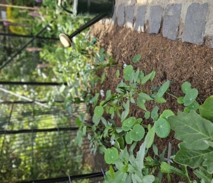 Mit Gartenfaser gemulchte Beete in einem Gewächshaus (Foto: Sally Eder, instagram.com/sallys_garten)